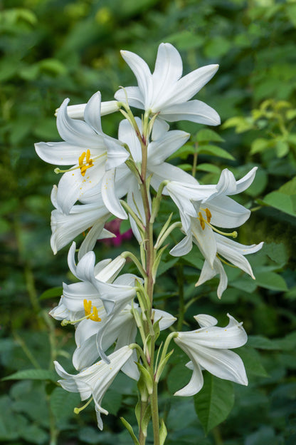500 White PEACH LEAVED BELLFLOWER Campanula Persicifolia Flower Seeds