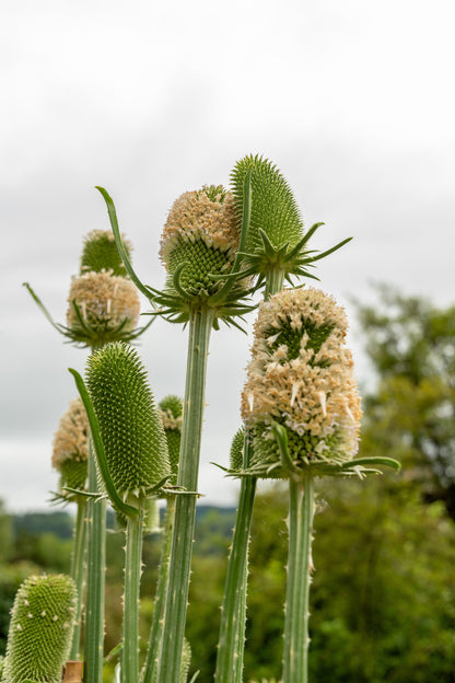 75 FULLERS TEASEL Indian Teasel Dipsacus Sativus White Flower Herb Seeds