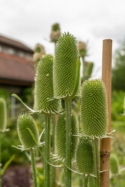 75 FULLERS TEASEL Indian Teasel Dipsacus Sativus White Flower Herb Seeds