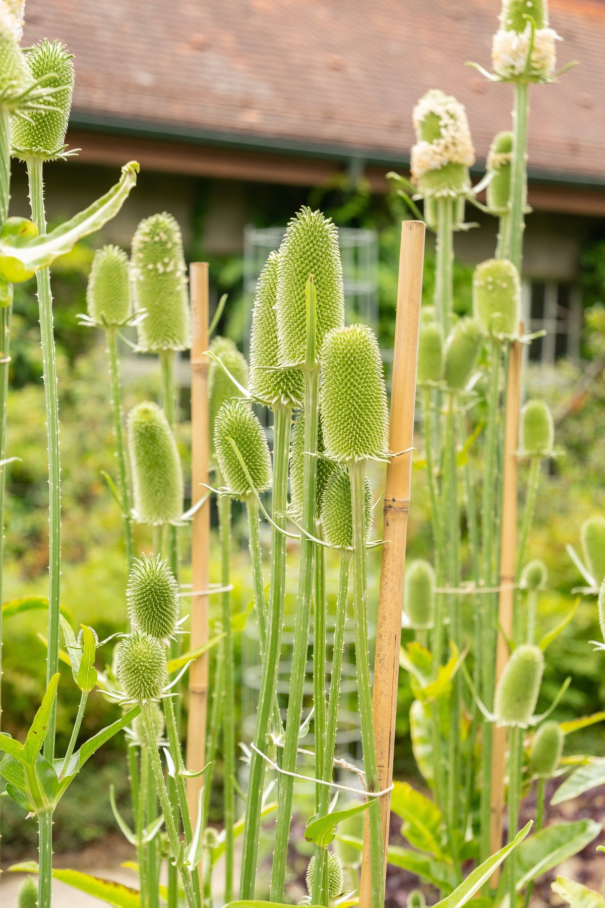 75 FULLERS TEASEL Indian Teasel Dipsacus Sativus White Flower Herb Seeds