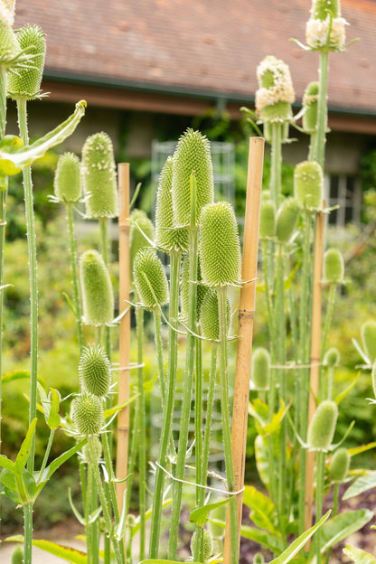 75 FULLERS TEASEL Indian Teasel Dipsacus Sativus White Flower Herb Seeds