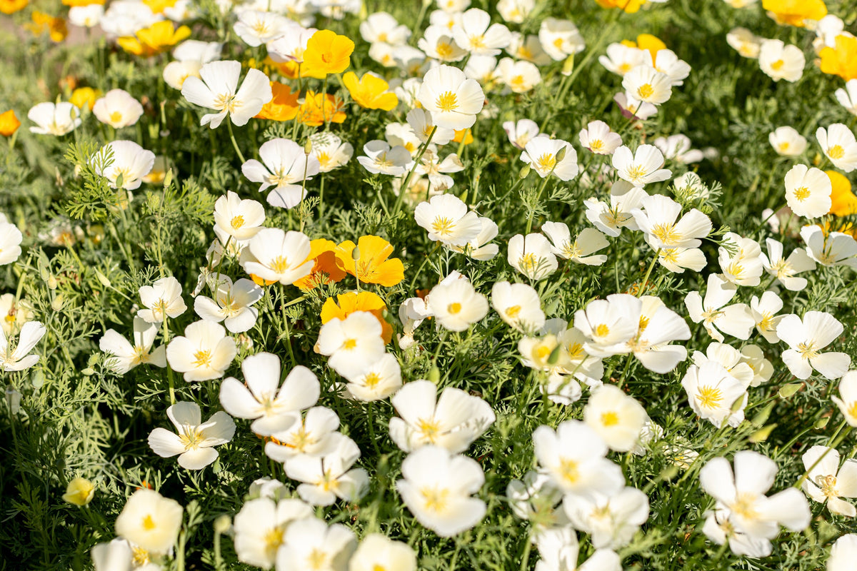 1000 MIXED Colors CALIFORNIA POPPY (Ballerina / Mission Bells) Eschscholzia Californica Flower Seeds