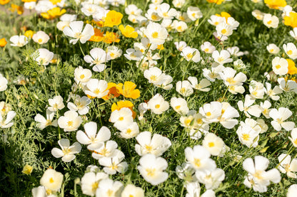 1000 MIXED Colors CALIFORNIA POPPY (Ballerina / Mission Bells) Eschscholzia Californica Flower Seeds