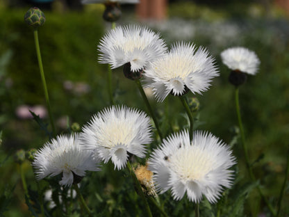 500 MIXED SWEET SULTAN Imperialis Mix Amberboa Moschata Centaurea Flower Seeds - Pink, Rose, Lilac, Purple, Mauve, White, & Yellow