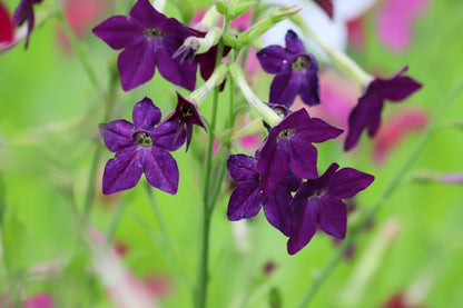 100 Heirloom MIXED COLORS NICOTIANA (Ornamental Flowering Tobacco) Nicotiana Alata Flower Seeds
