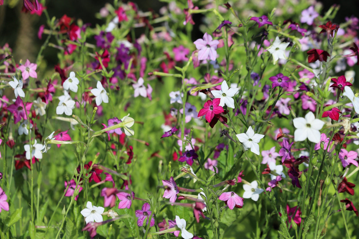 100 Heirloom MIXED COLORS NICOTIANA (Ornamental Flowering Tobacco) Nicotiana Alata Flower Seeds