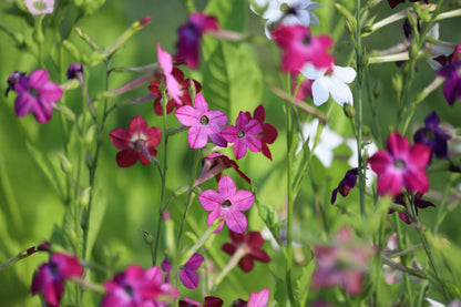 100 Heirloom MIXED COLORS NICOTIANA (Ornamental Flowering Tobacco) Nicotiana Alata Flower Seeds