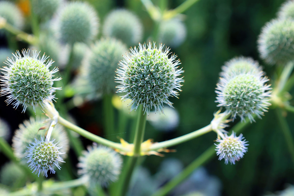 200 RATTLESNAKE MASTER / Button Snakeroot  Eryngium Yuccifolium Flower Seeds
