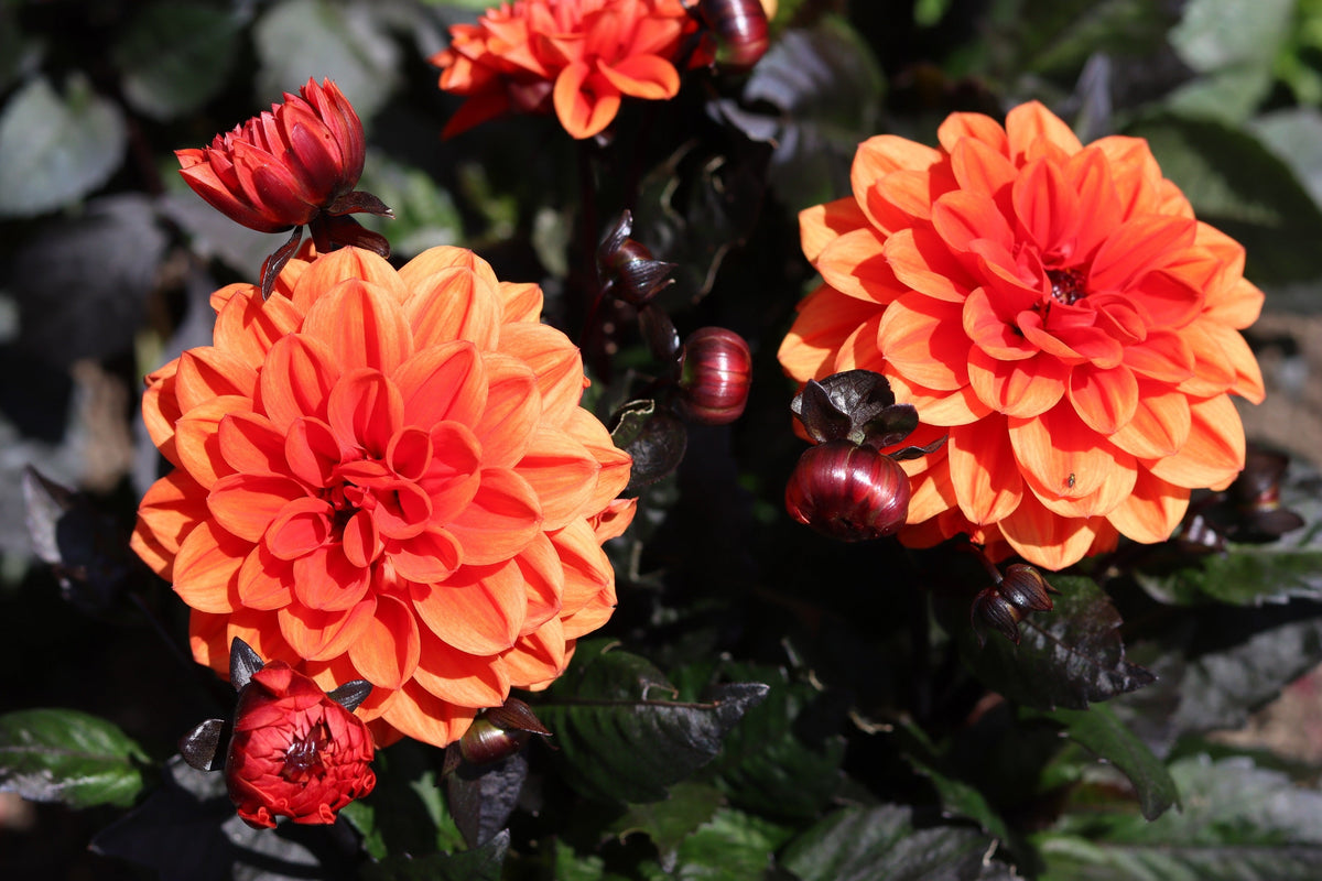 20 Dwarf Mixed Colors REDSKIN DAHLIA Variabilis Red Skin Mix Bicolor Flower Seeds