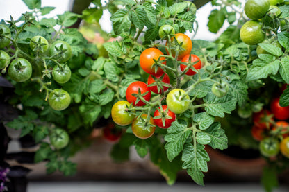30 Dwarf Cherry TOMATO TINY TIM Solanum Lycoperscium Red Fruit Seeds