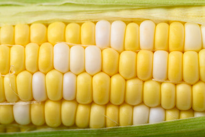 60 BICOLOR CORN DELECTABLE Yellow & White Zea Mays Vegetable Seeds