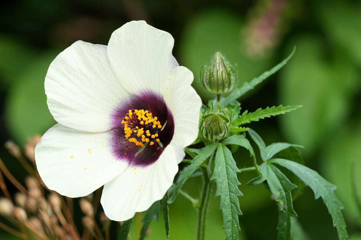 10 SIMPLY LOVE HIBISCUS (Flower of the Hour / Baldder Hibiscus) Hibiscus Trionum Flower Seeds