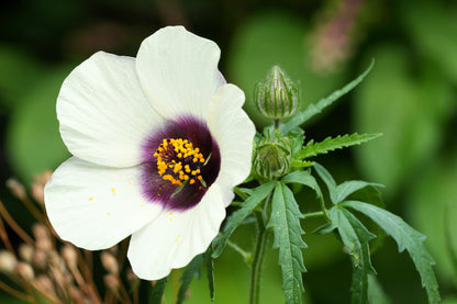 10 SIMPLY LOVE HIBISCUS (Flower of the Hour / Baldder Hibiscus) Hibiscus Trionum Flower Seeds