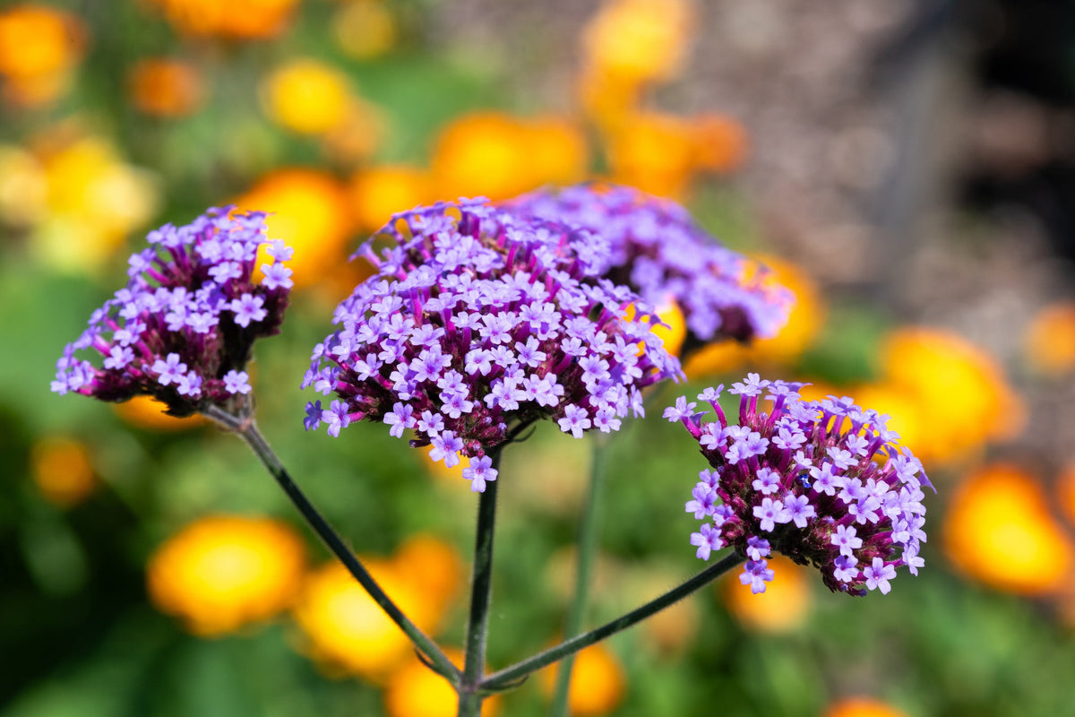 150 BUENOS AIRES VERBENA Brazilian Purple Bonariensis Patagonica Flower Seeds