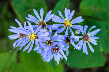 250 SKY BLUE ASTER Azure Aster Azureus Flower Seeds