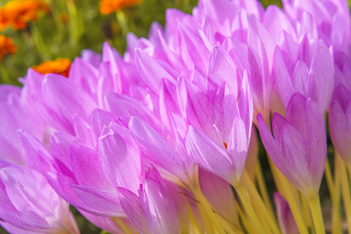10 AUTUMN CROCUS Colchicum Autumnale Meadow Saffron Flower Seeds