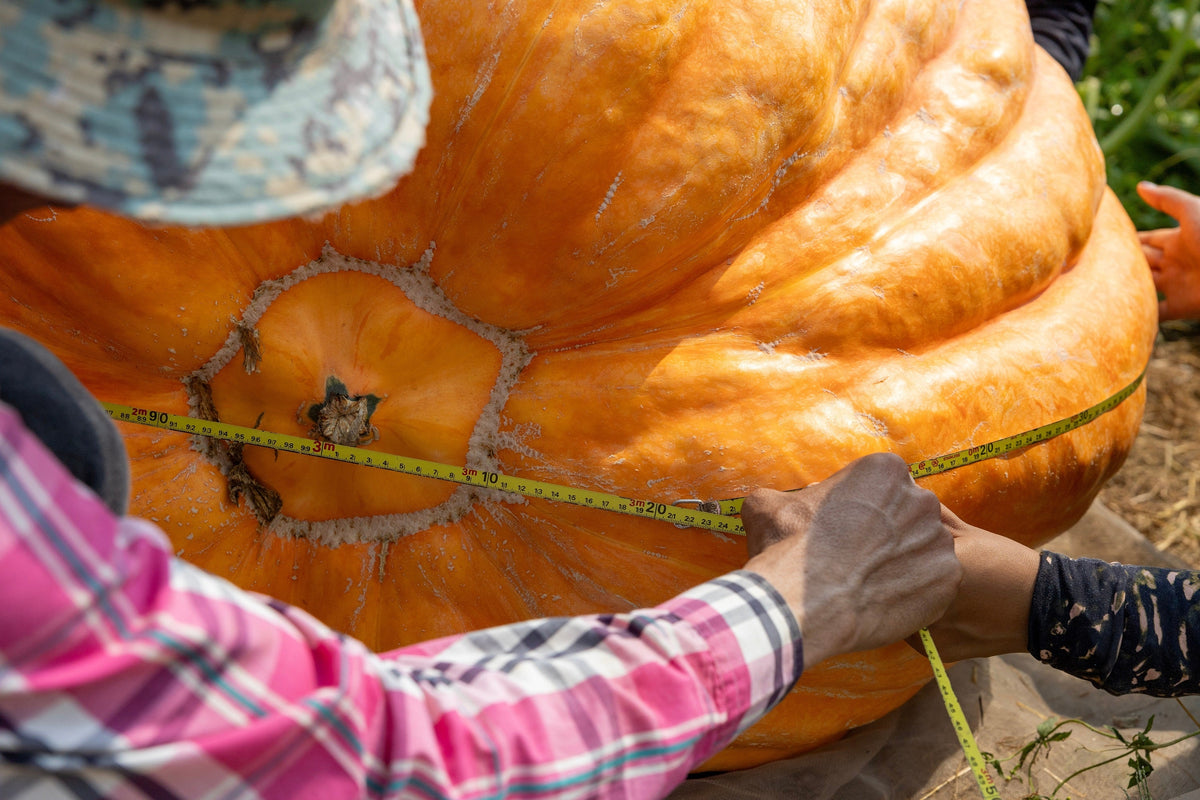 10 Dill's ATLANTIC GIANT PUMPKIN Up to 2000 lb Cucurbita Vegetable Seeds