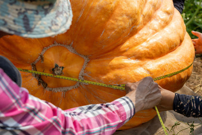 10 Dill's ATLANTIC GIANT PUMPKIN Up to 2000 lb Cucurbita Vegetable Seeds