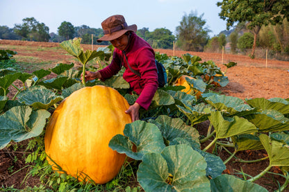 10 Dill's ATLANTIC GIANT PUMPKIN Up to 2000 lb Cucurbita Vegetable Seeds