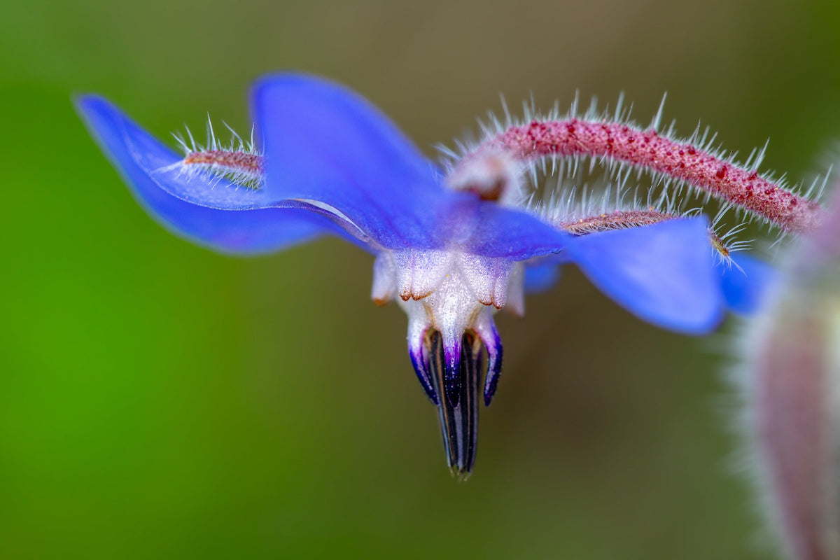 100 Blue Star BORAGE HERB Borago Officinalis Flower Seeds
