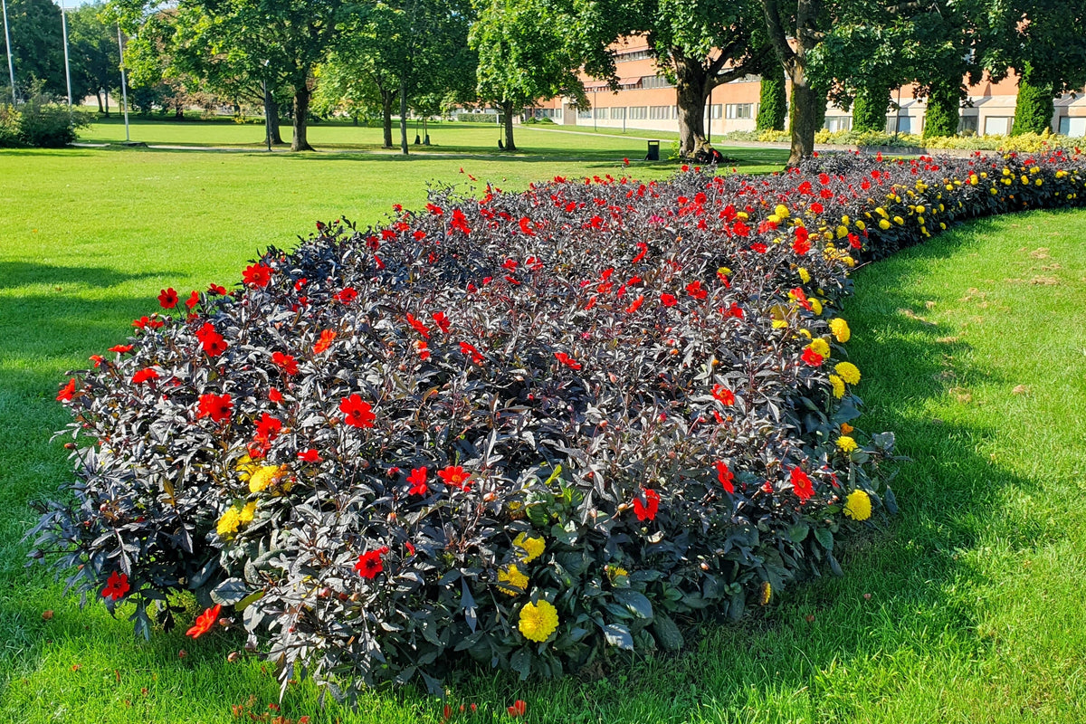 20 Dwarf Mixed Colors REDSKIN DAHLIA Variabilis Red Skin Mix Bicolor Flower Seeds