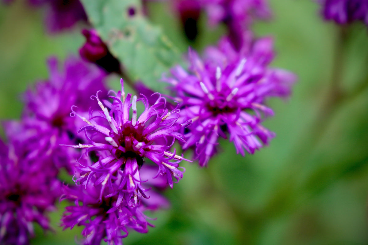 250 PURPLE IRONWEED Prairie Vernonia Fasciculata Flower Seeds