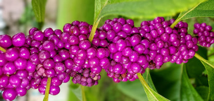 40 American PURPLE BEAUTYBERRY Shrub Flower Callicarpa Americana Seeds
