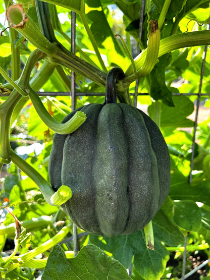50 TABLE KING Acorn SQUASH Winter or Summer Cucurbita Maxima Vegetable Seeds