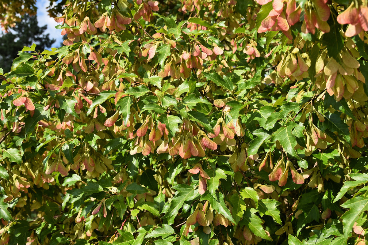 25 SIBERIAN MAPLE TREE Acer Ginnala Seeds - Red Fall Foliage
