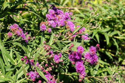 250 PURPLE IRONWEED Prairie Vernonia Fasciculata Flower Seeds