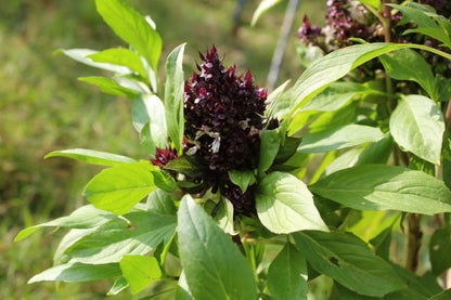 250 SIAM QUEEN Thai BASIL Ocimum Thyrsiflora Herb Flower Seeds