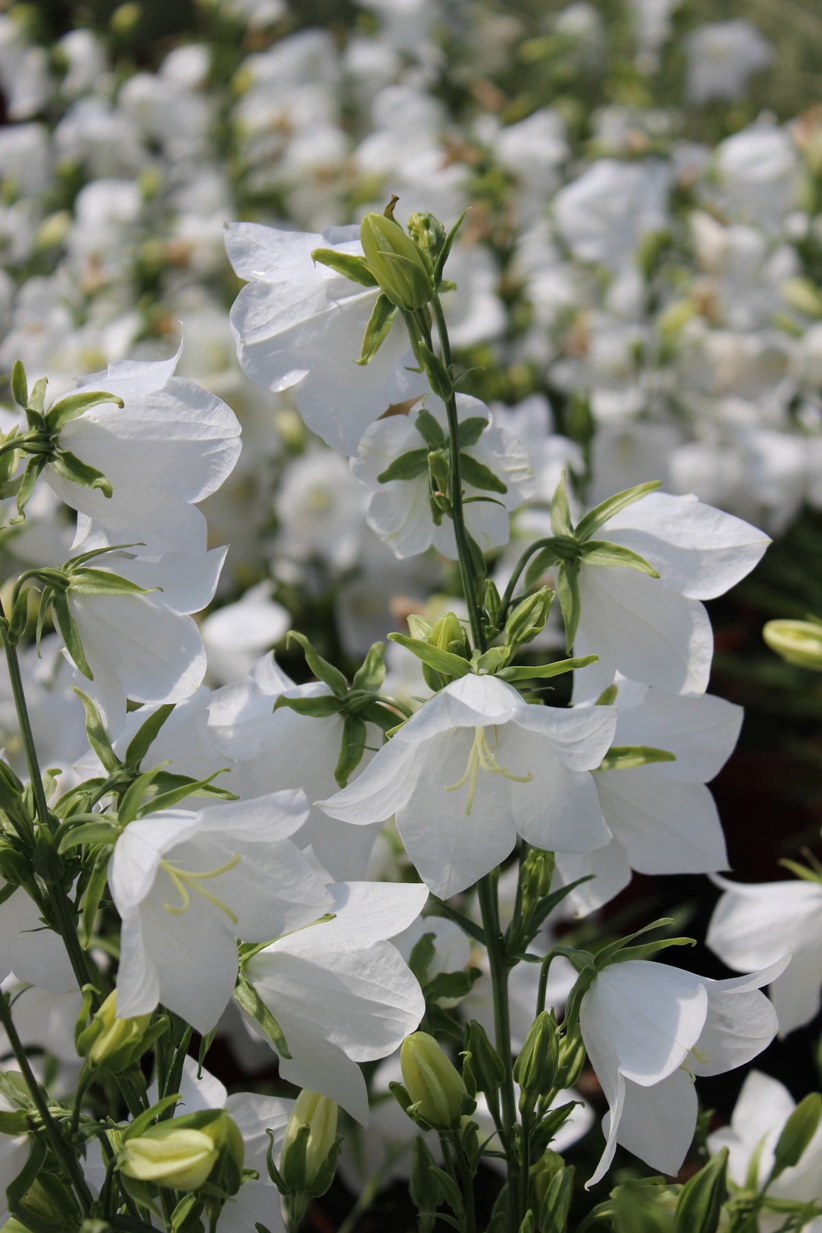 500 White PEACH LEAVED BELLFLOWER Campanula Persicifolia Flower Seeds
