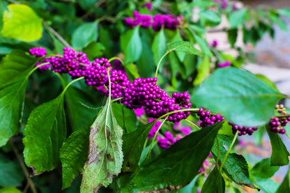 40 American PURPLE BEAUTYBERRY Shrub Flower Callicarpa Americana Seeds
