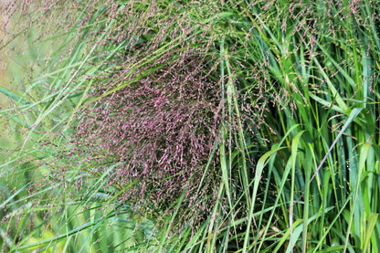 1000 SWITCHGRASS Tall Panic Switch Grass Panicum Virgatum Red Flower Seeds