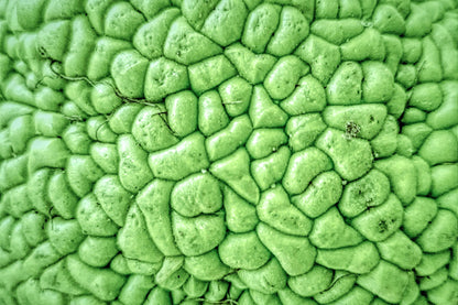 10 HEDGE APPLE Osage Orange Horse Apple Monkey Ball Maclura Pomifera Tree Seeds