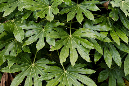 10 JAPANESE FATSI Shrub Flower Paperplant Fatsia Aralia Japonica Seeds