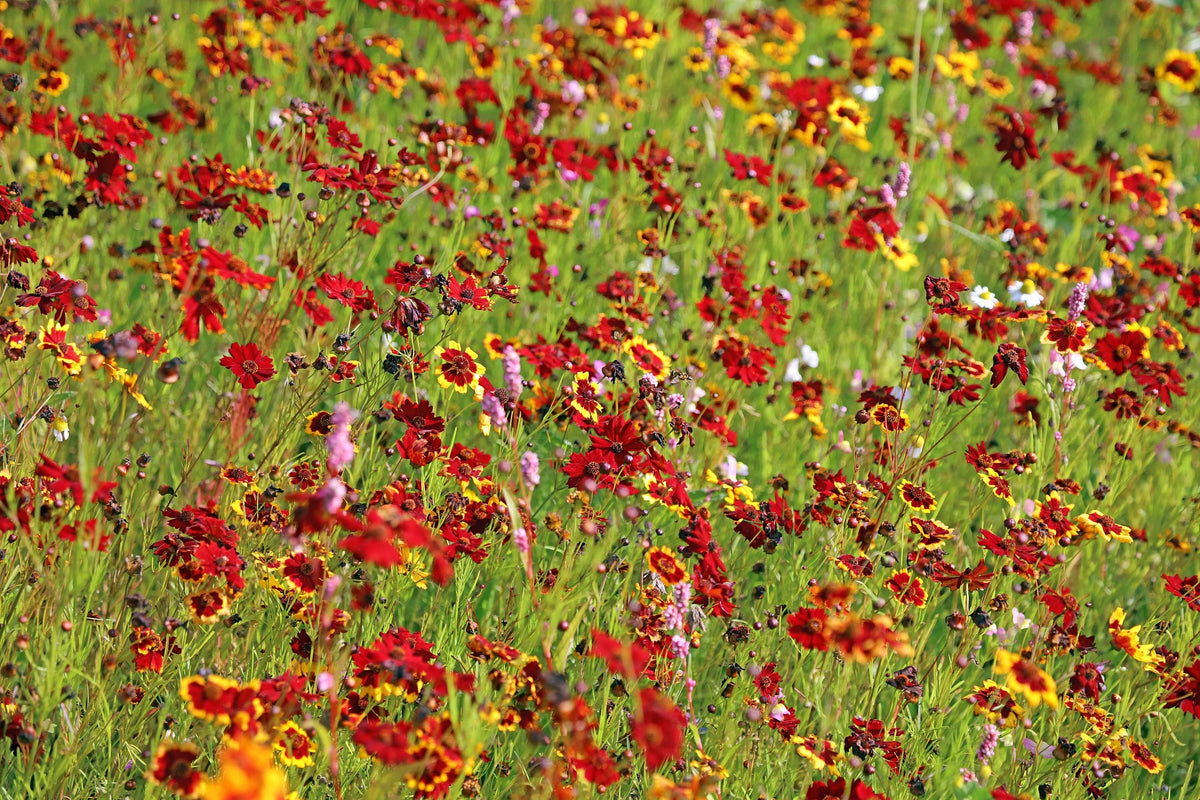 50 MAHOGANY MIDGET COREOPSIS Tinctoria Red Dwarf Flower Seeds
