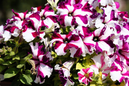 100 STAR MIX PETUNIA Mixed Colors Petunia Violacea Flower Seeds Red Blue Purple