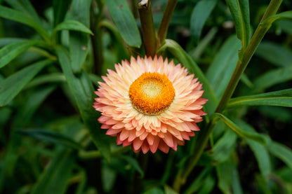 100 APRICOT & PEACH STRAWFLOWER Organic Mix Coral Paper Daisy Helichrysum Xerochrysum Bracteatum Flower Seeds
