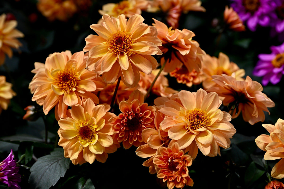 20 Dwarf Mixed Colors REDSKIN DAHLIA Variabilis Red Skin Mix Bicolor Flower Seeds