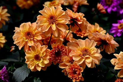 20 Dwarf Mixed Colors REDSKIN DAHLIA Variabilis Red Skin Mix Bicolor Flower Seeds