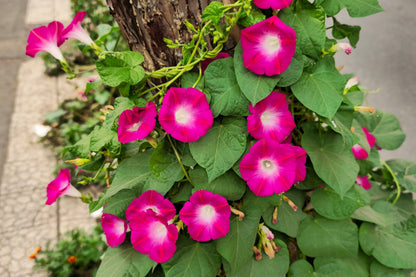 50 Mixed Colors MORNING GLORY Ipomoea Purpurea Vine Flower Seeds