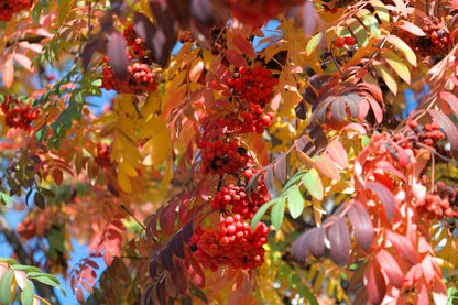 20 ASH TREE Mountain / Amur / Rowan - Sorbus Aucuparia Seeds