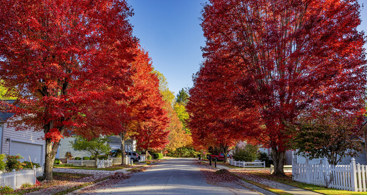 25 SUGAR MAPLE Syrup TREE Native Rock Fall Color Acer Saccharum Seeds