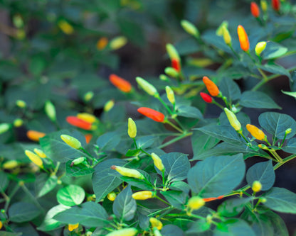 50 TABASCO PEPPER Hot Red Capsicum Fruitescens Vegetable Seeds