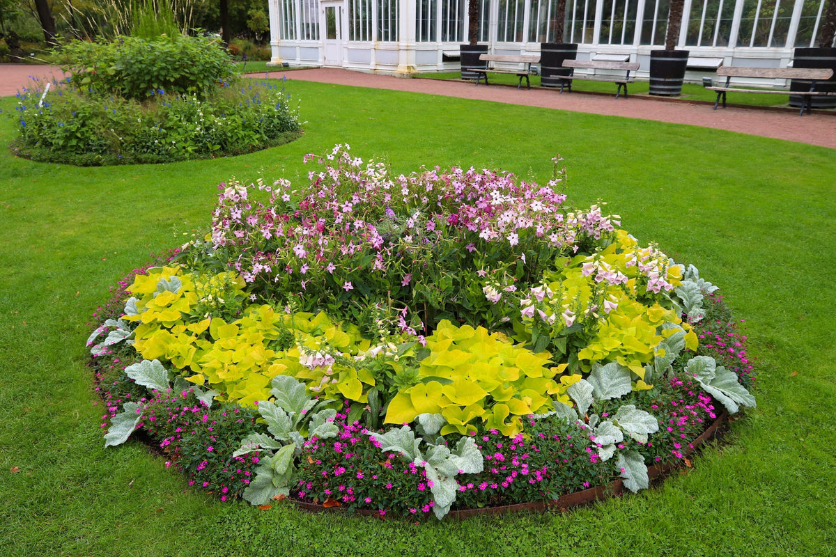 100 Heirloom MIXED COLORS NICOTIANA (Ornamental Flowering Tobacco) Nicotiana Alata Flower Seeds