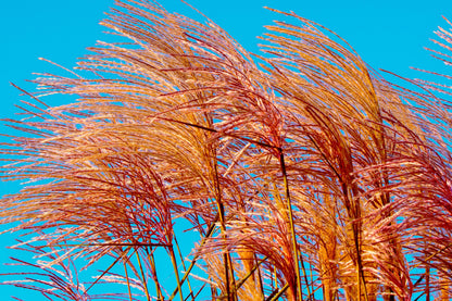 10 RED MAIDEN GRASS Miscanthus Sinensis Plumes Ornamental Flower Seeds
