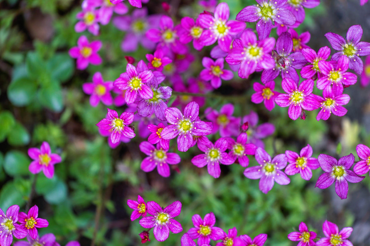 50 PURPLE ROBE SAXIFRAGA Arendsii Moss Rockfoil Evergreen Flower Seeds