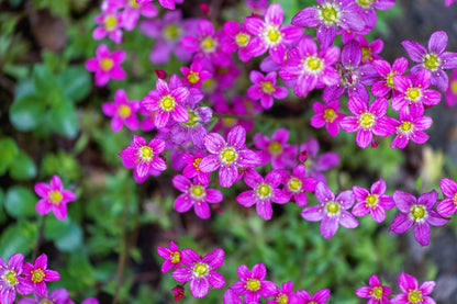 50 PURPLE ROBE SAXIFRAGA Arendsii Moss Rockfoil Evergreen Flower Seeds