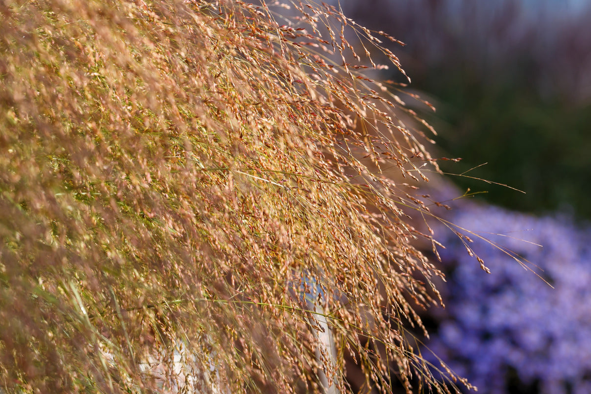 1000 SWITCHGRASS Tall Panic Switch Grass Panicum Virgatum Red Flower Seeds